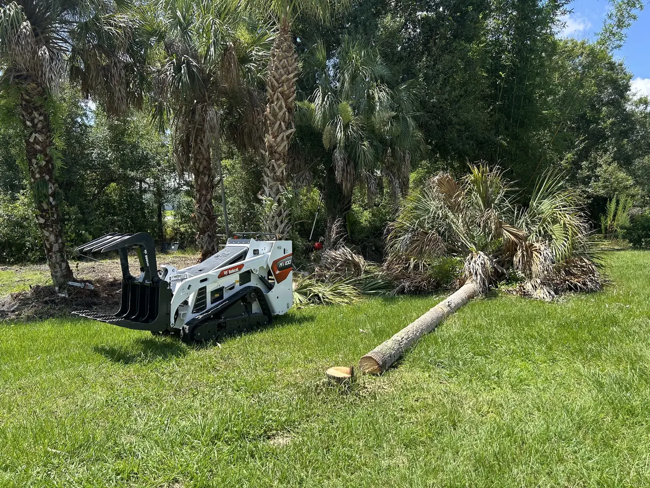 Palm removal with the Bobcat