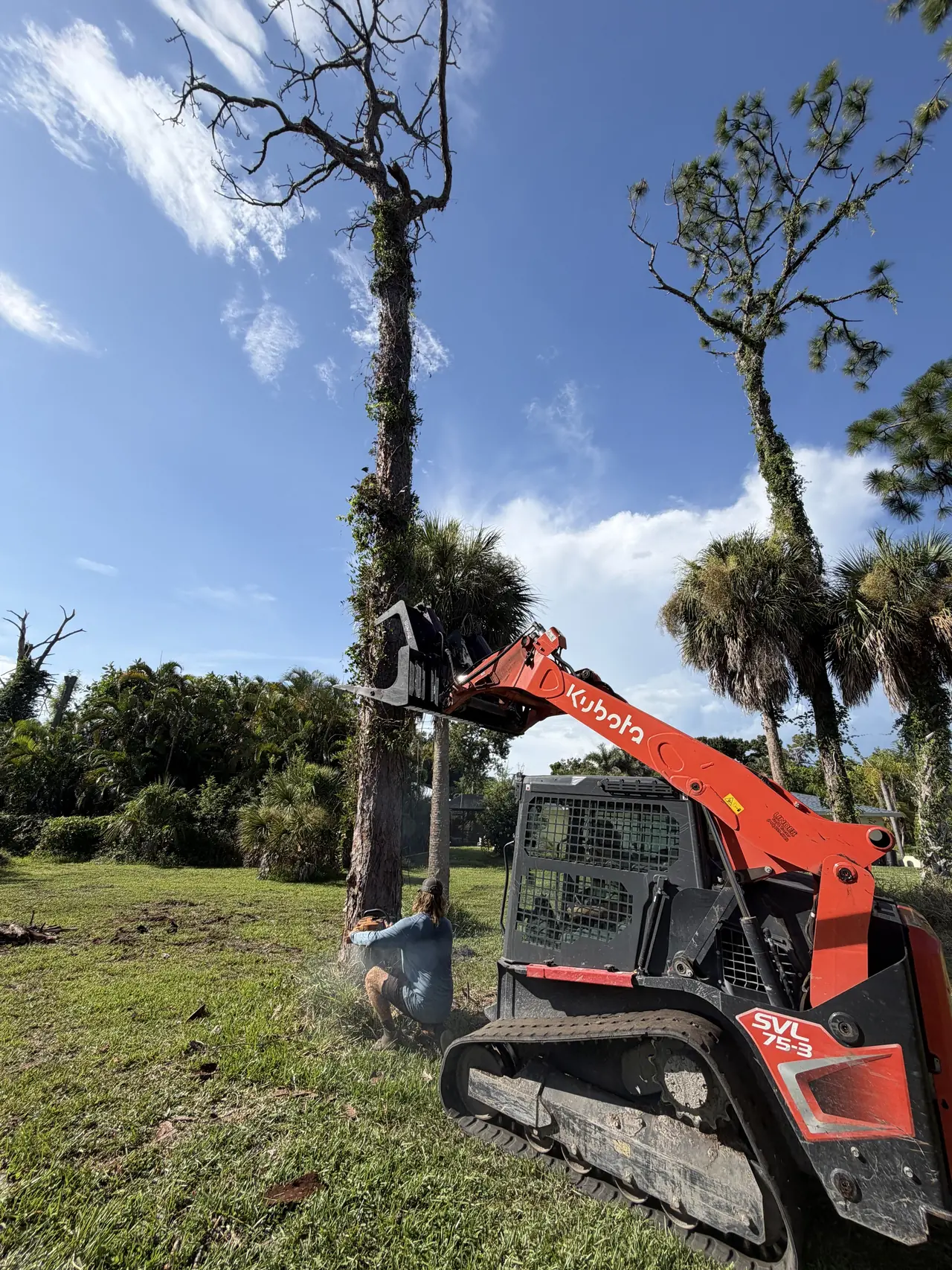 Dead tree removal with the Kubota
